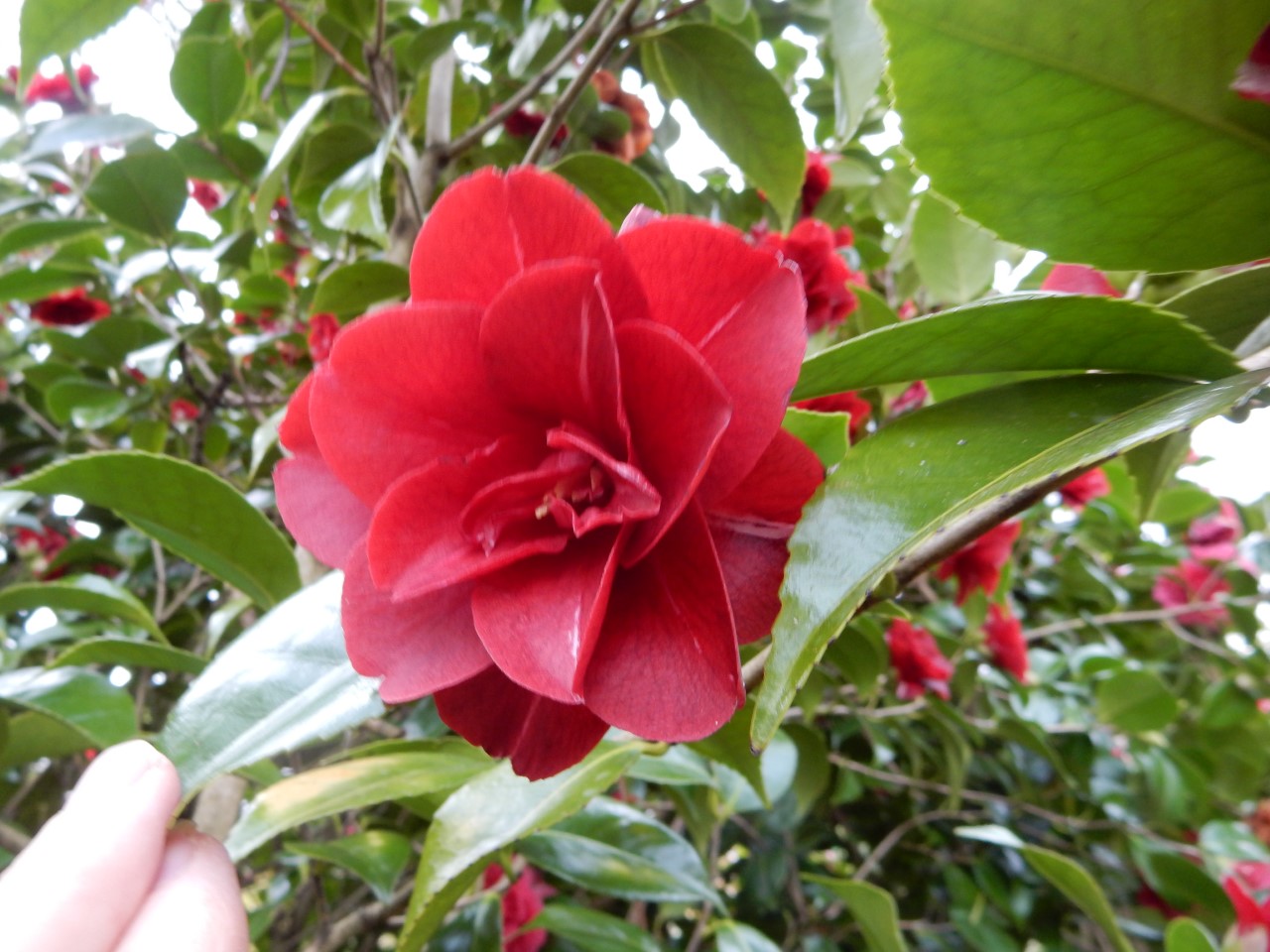 C. japonica 'Konronkoku'